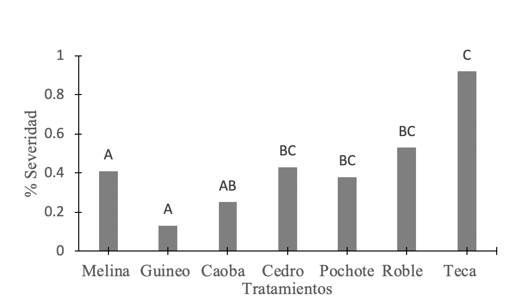 Porcentaje de severidad de Fusariosis.
